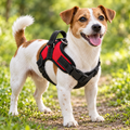 Harnais pour chien en promenade